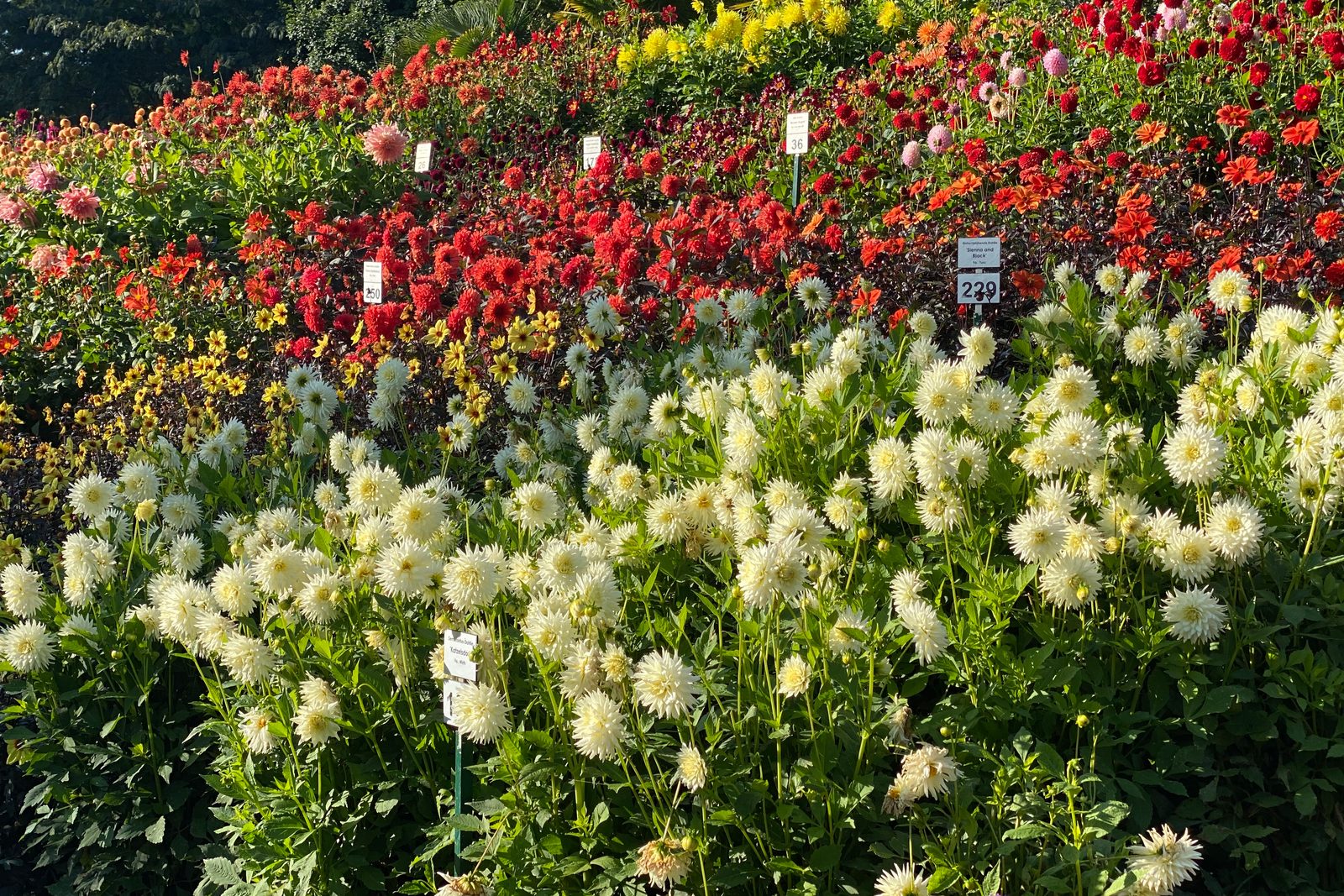 Beschilderte Pflanzen im Schaugarten