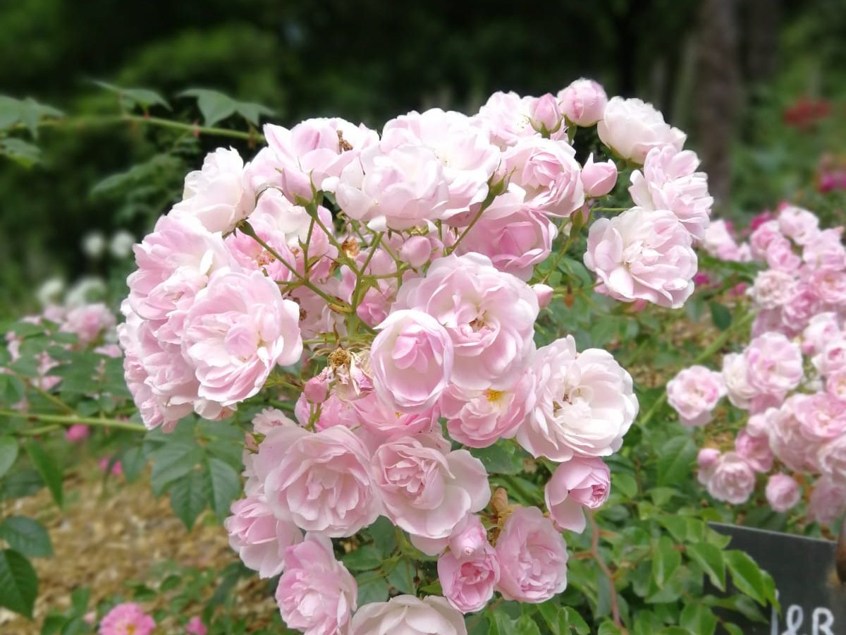 Rose im Garten