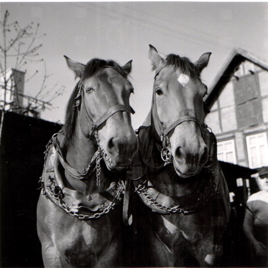 Die Arbeitspferde Fuchs (links) und Liesel (rechts)