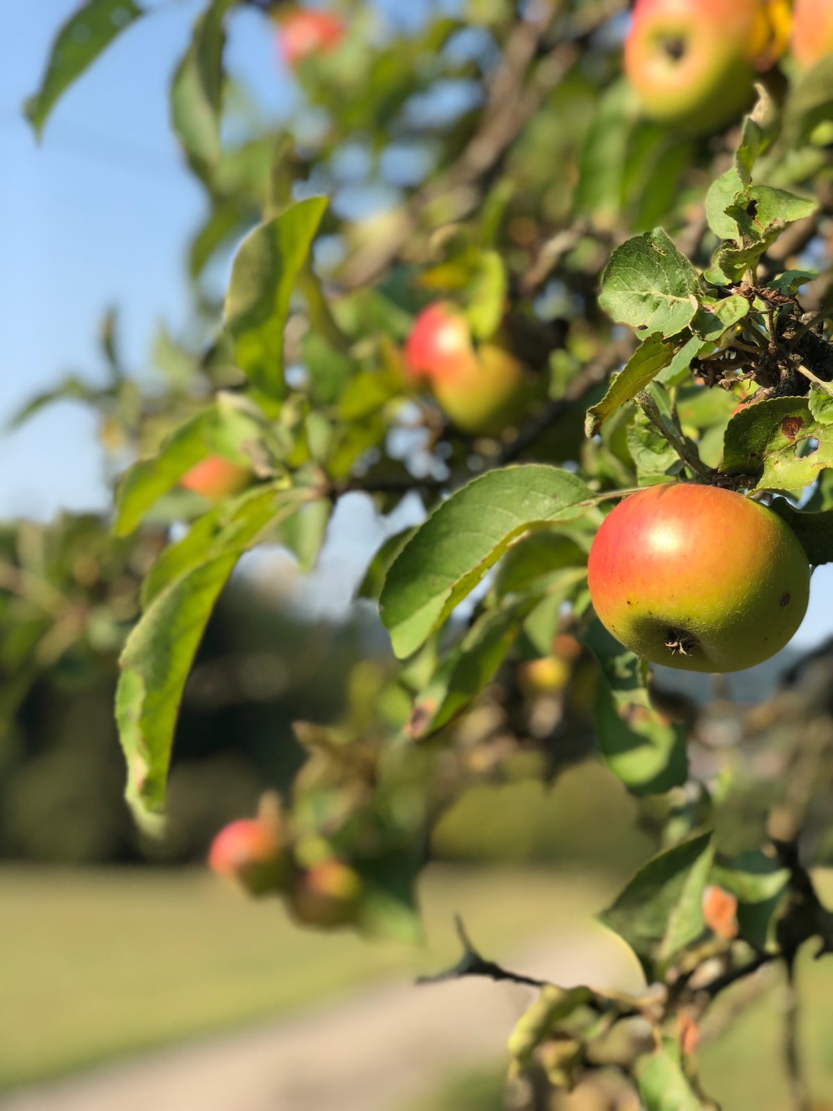 Äpfel am Baum