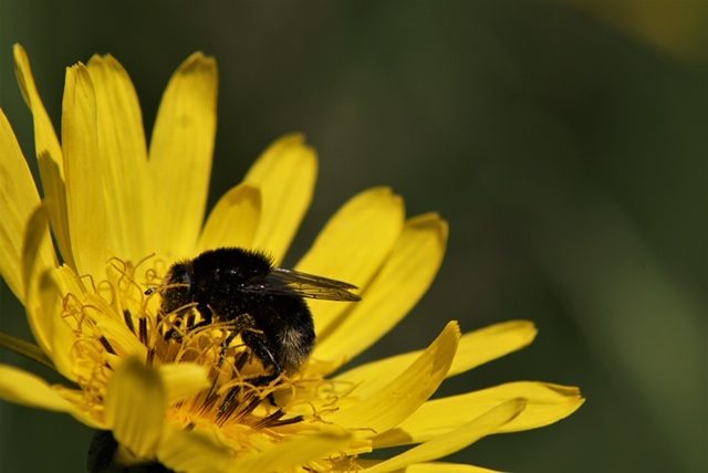 Hummel auf einer gelben Blüte
