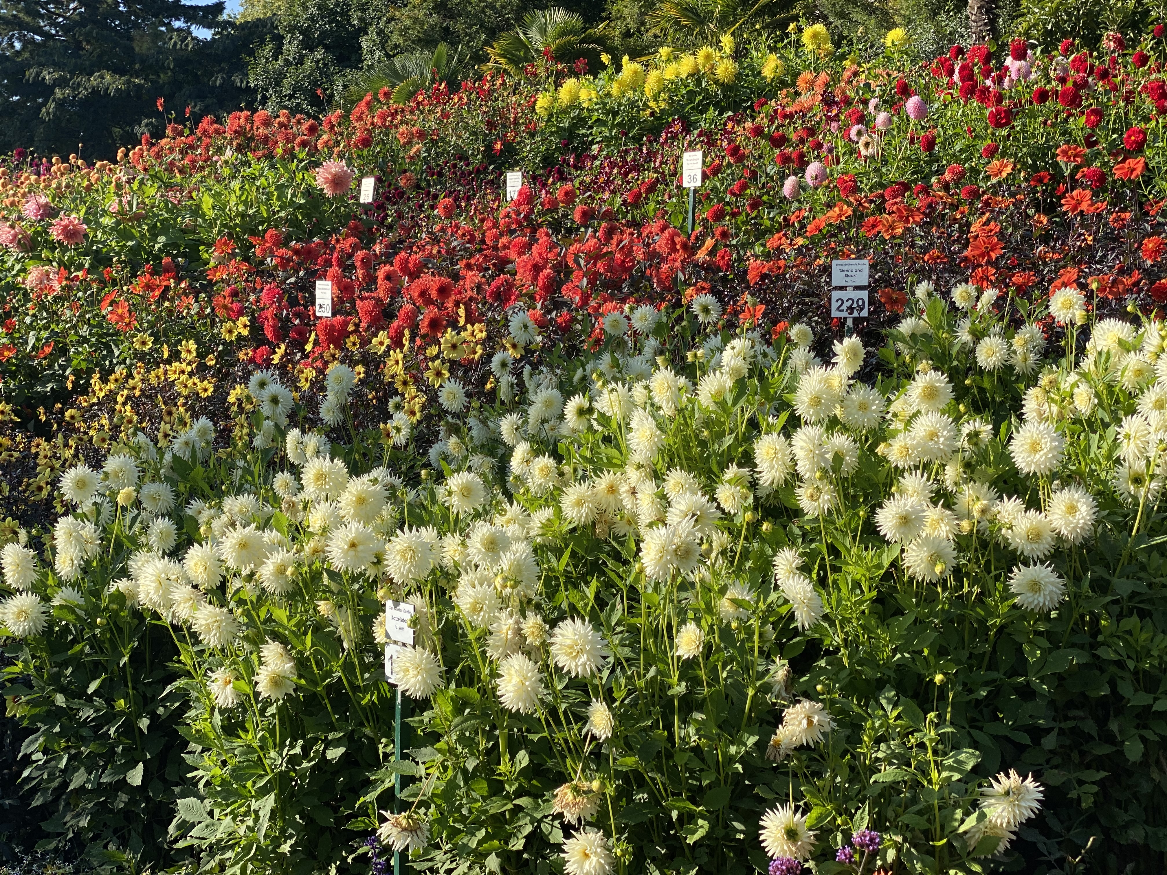 Stauden in einem botanischen Garten