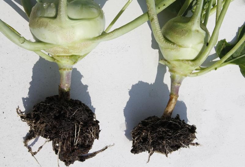 Kohlrabi im Vergleich: links mit Depotdüngung, rechts herkömmlich gedüngt