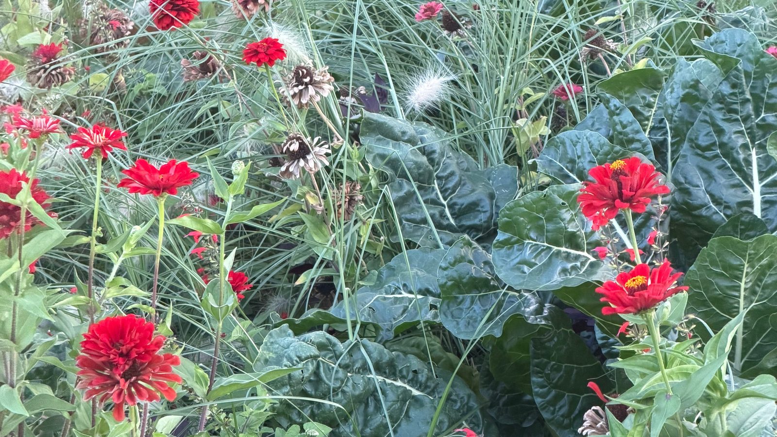 Blühendes Beet mit Zinnien und Ziergras